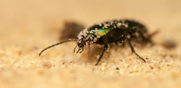 ground beetle Ground beetle Poecilus cupreus