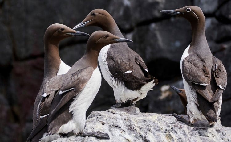 guillemot colony
