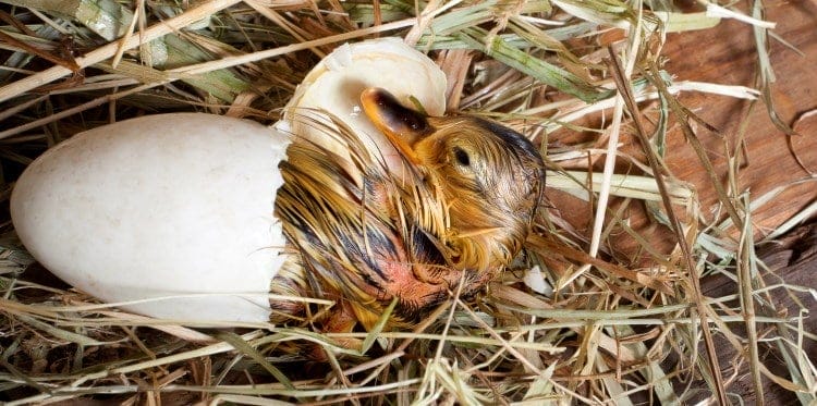 Bird's egg hatching