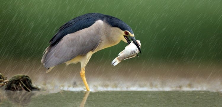 heron bird fishing