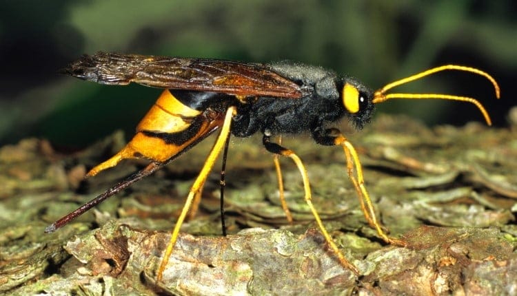 giant horntail