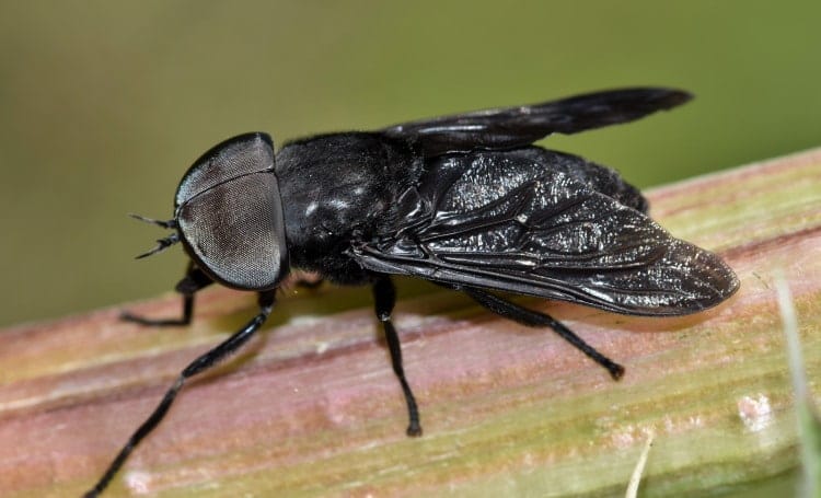 Tabanus atratus horse fly