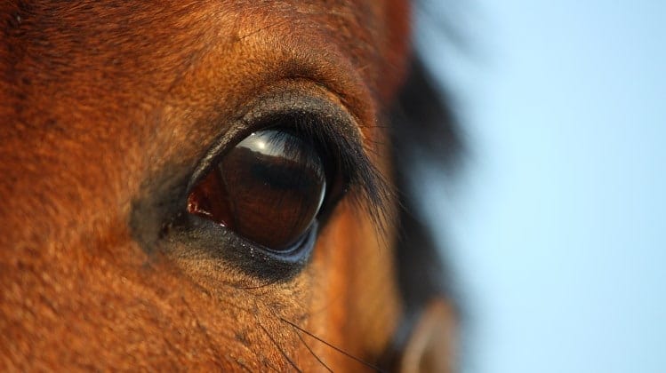 mammal vision shown in horse eye
