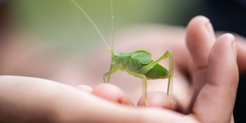 how long do crickets live