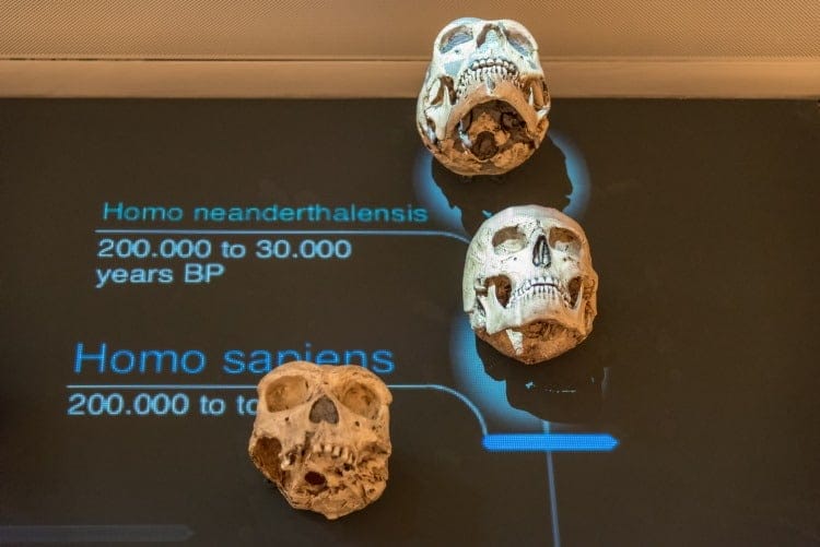 homo neanderthalensis ancestor