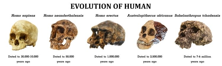 evolution of human skull