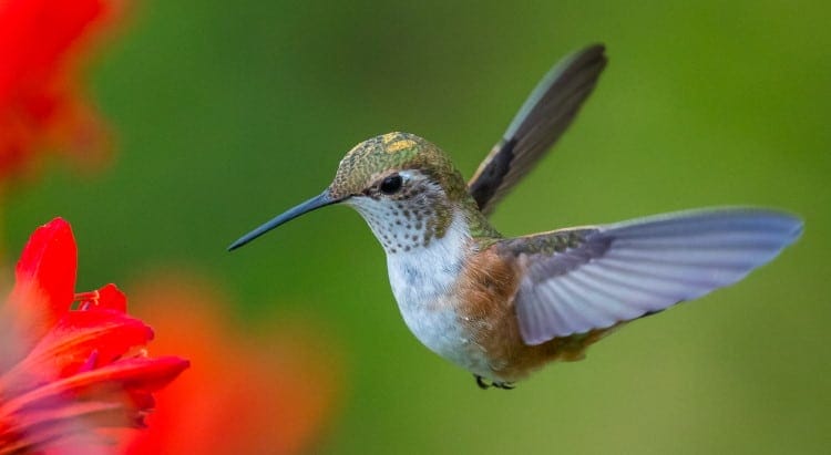 facts about hummingbirds