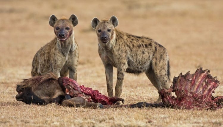 carnivore mammal hyena