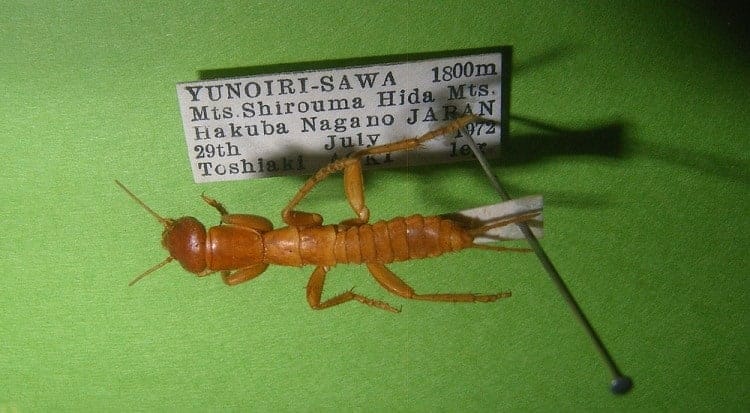 ice bug galloisiana nipponensis