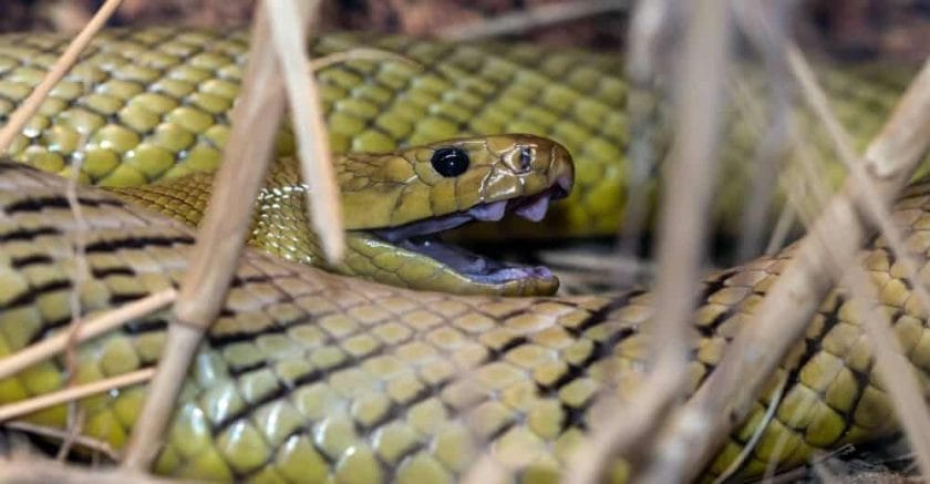 La serpiente más venenosa del mundo interior de Taipan
