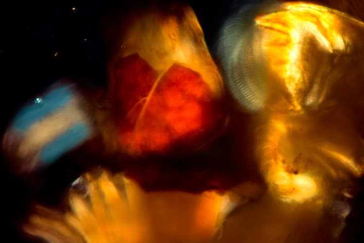 insect muscle tissue