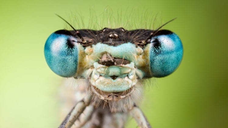 the-insect-head-guide-to-the-antennae-eyes-mouthparts