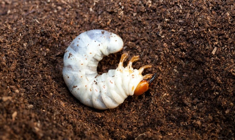 Holometabolous stag beetle larva