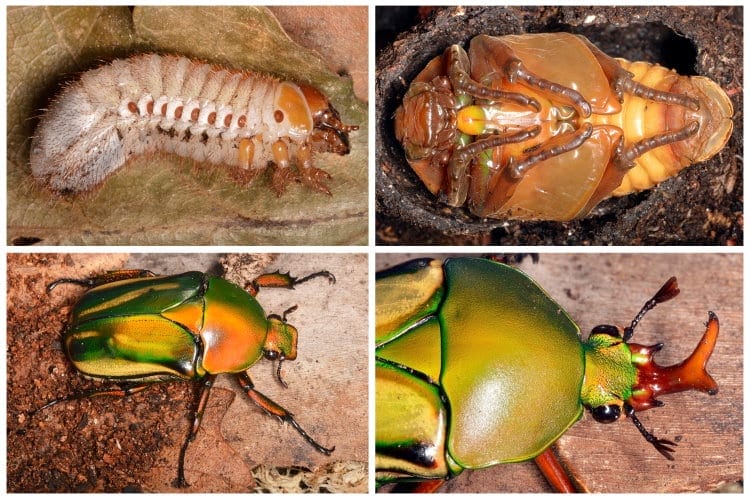 scarab insect lifecycle