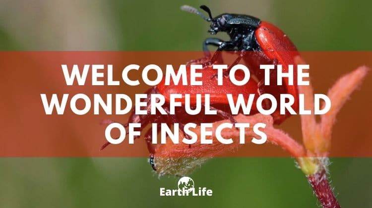 insects are wonderful