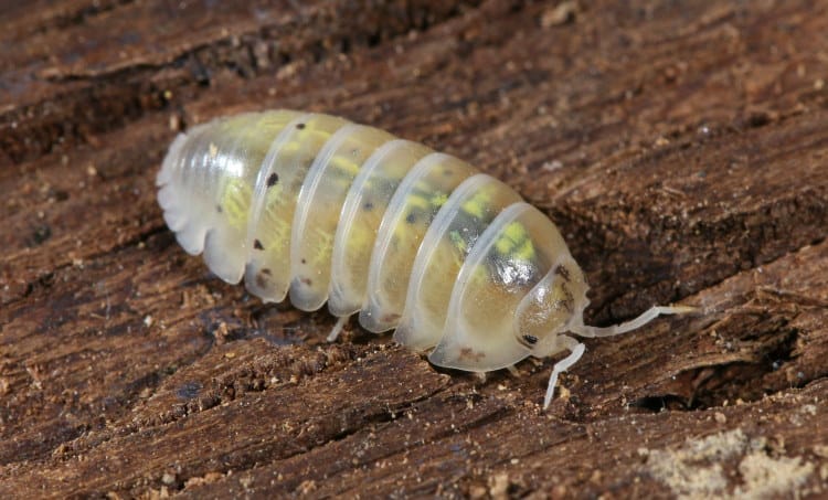 Isopoda Armadillidium vulgare