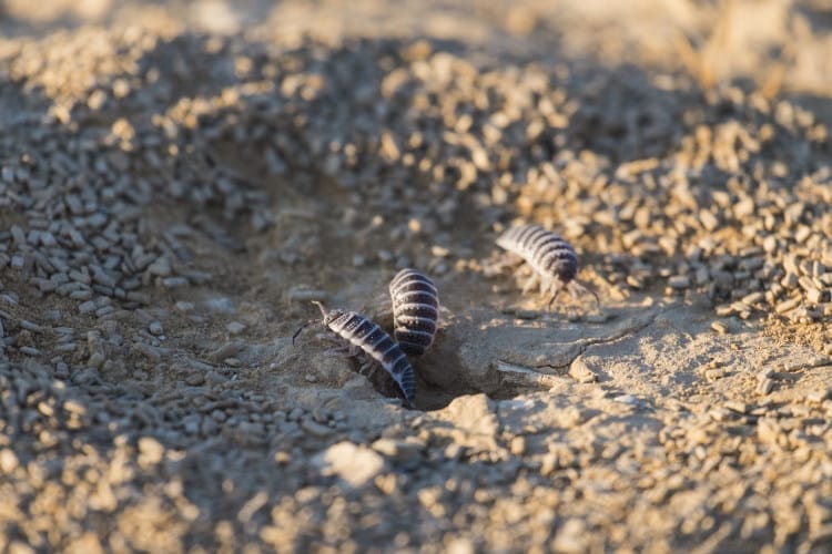Hemilepistus reaumuri isopod