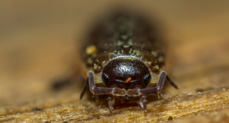 Philoscia muscorum