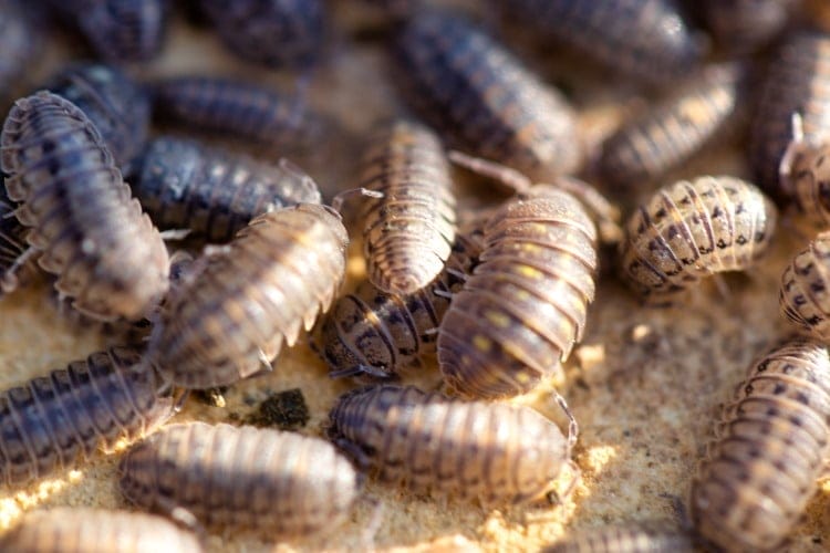 Isopoda Porcellio scaber