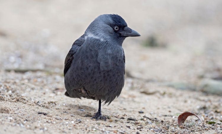 jackdaw one legged