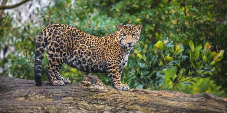 jaguar big cat