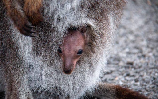 Placental Mammals 101: How Reproduction In Mammals Works