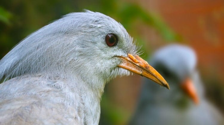kagu beak