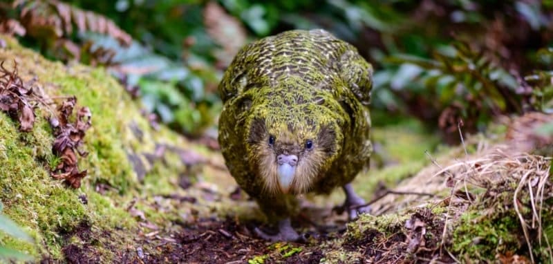 kakapo