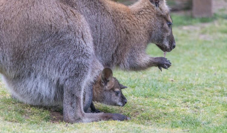 fun fact about kangeroo