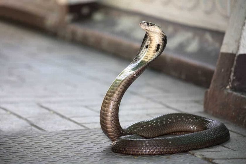 King Cobra Venomous Snake