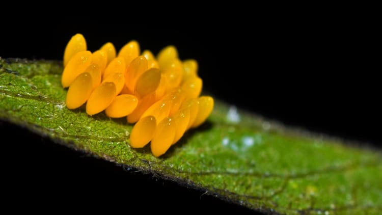 lady beetle eggs
