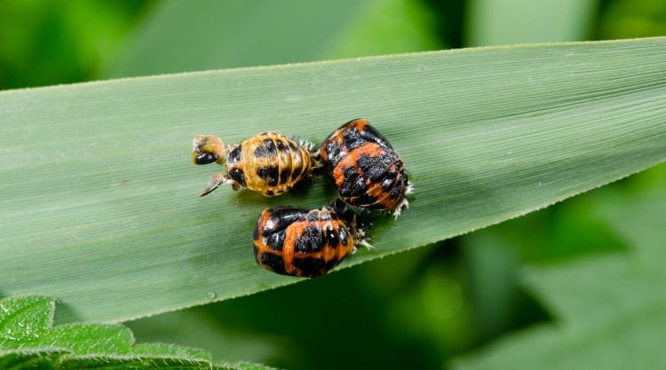 stages of ladybug life cycle