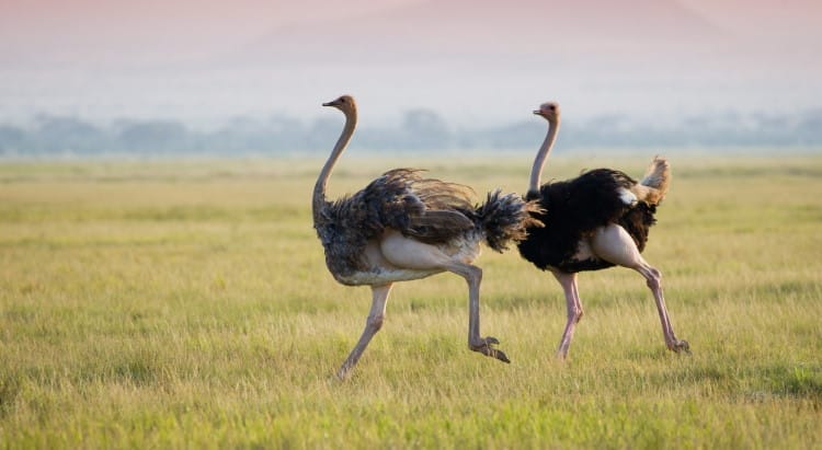 ostrich largest bird