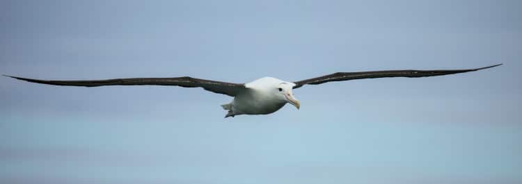 largest wing span bird fact