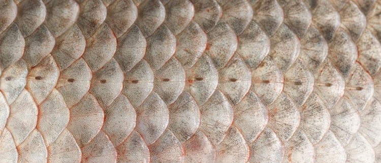 Lateral line carp