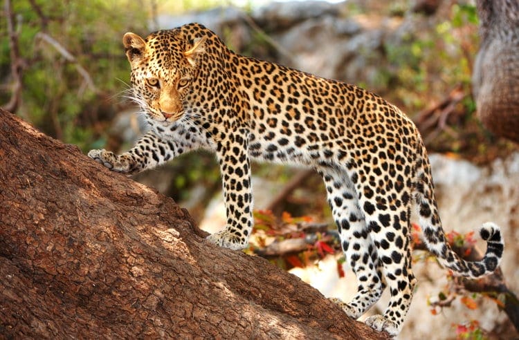 big leopard facts