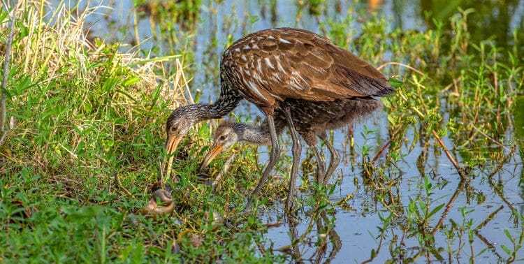 limpkin mother and young