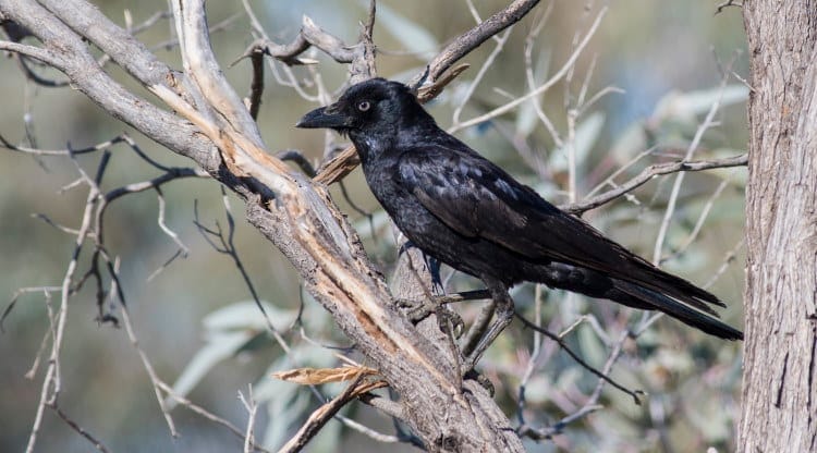 little crow species