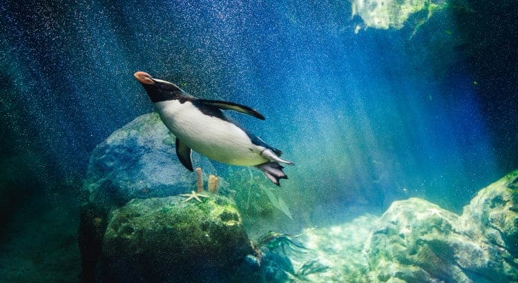 facts about birds diving
