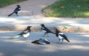 Magpies (Pica pica) gather around a dead magpie cawing.