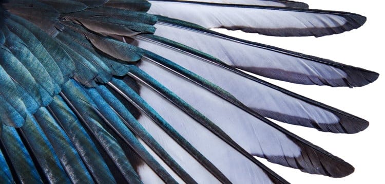 magpie feathers