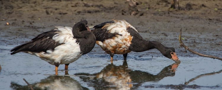 pair of magpie geese