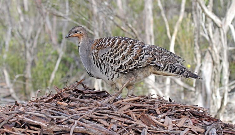 maleefowl birds nest mound