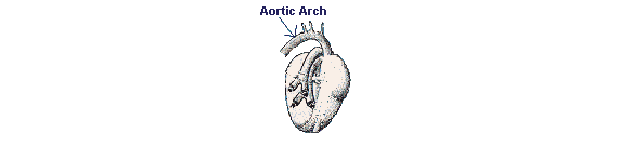 aortic arch in mammals