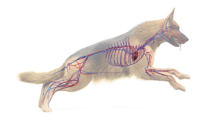 the-mammal-heart-blood-how-the-circulatory-system-works