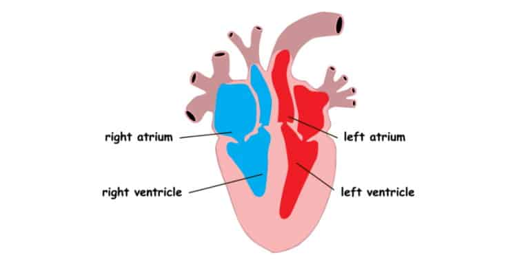 mammal heart anatomy