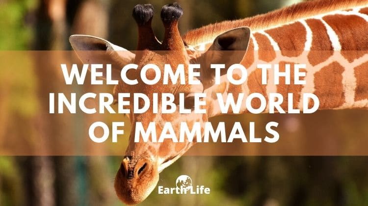 mammal characteristics banner