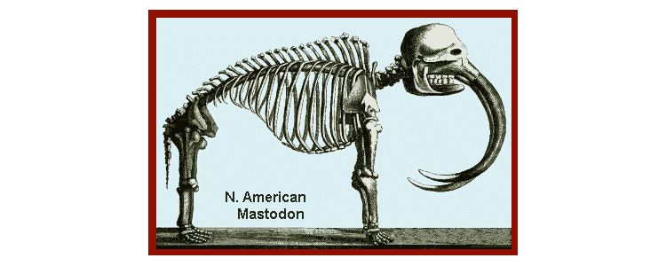 mammal skeleton mastodon