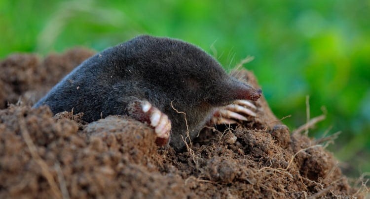 what do moles mammals eat