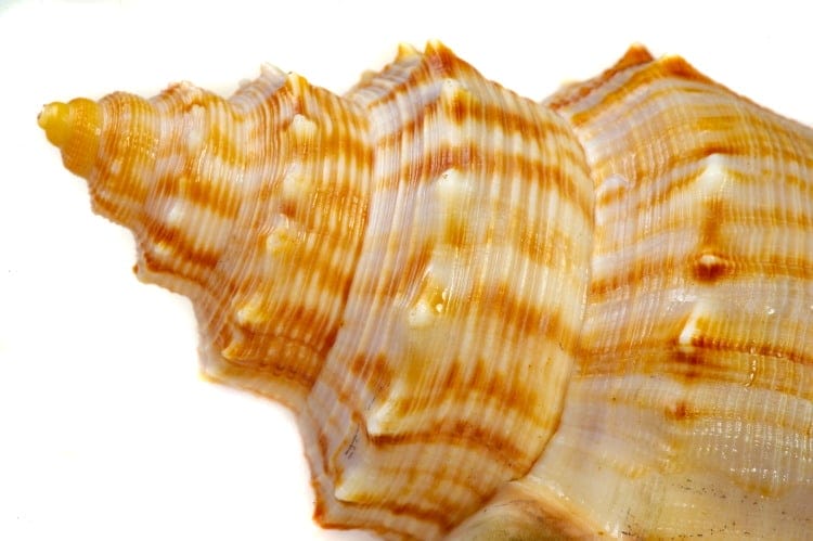 mollusca tusk shell